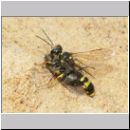 Mellinus arvensis - Kotwespe w03 mit Fliege.jpg